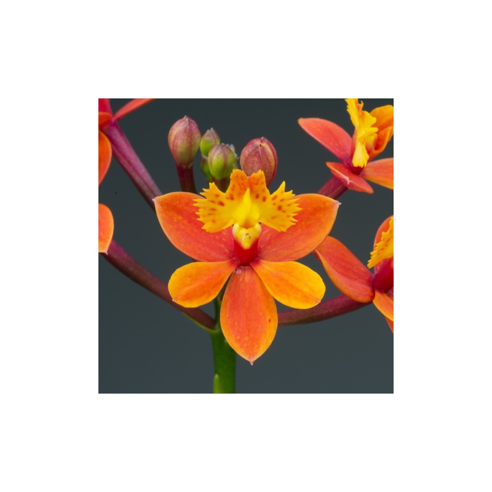 Epidendrum Nordic Fire