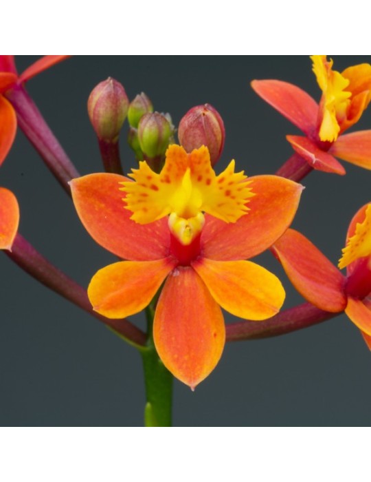 Epidendrum Nordic Fire