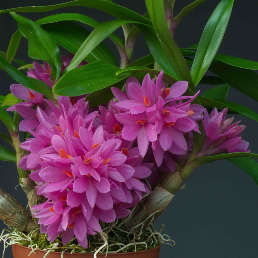 Dendrobium Hibiki