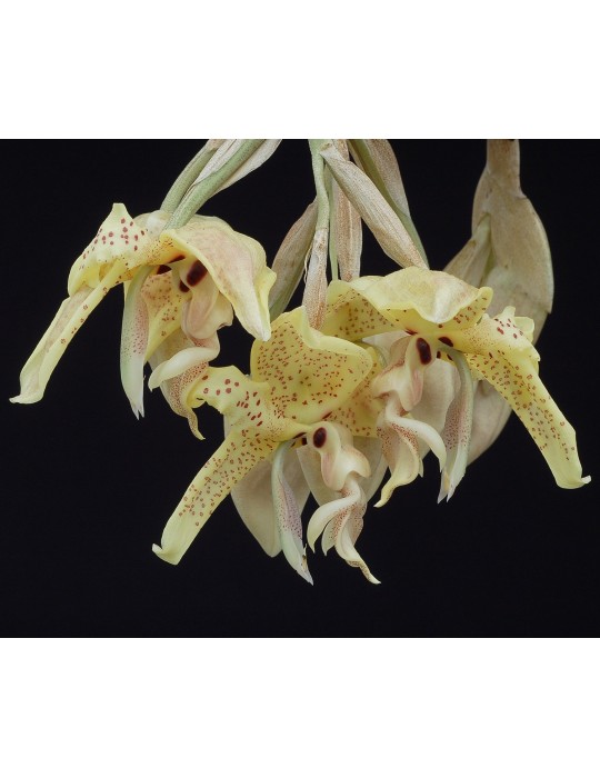 Stanhopea costaricensis