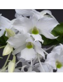 Dendrobium dearei