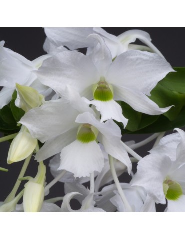 Dendrobium dearei