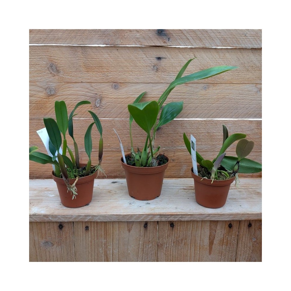 3 Orchidées de taille moyenne, climat tempéré-chaud