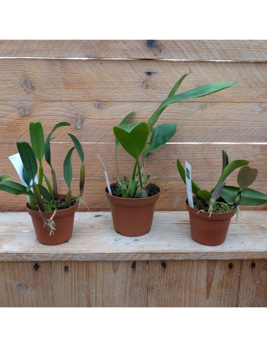 3 Orchidées de taille moyenne, climat tempéré-chaud