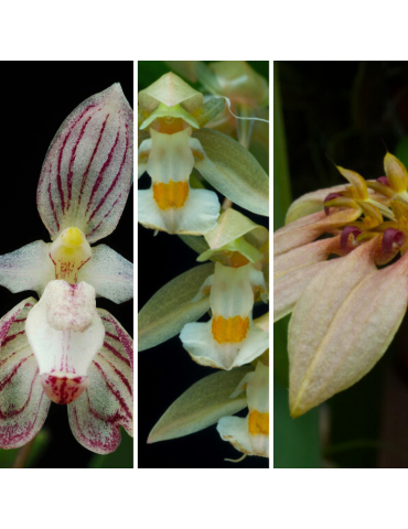 3 Orchidées de taille moyenne, climat tempéré-chaud