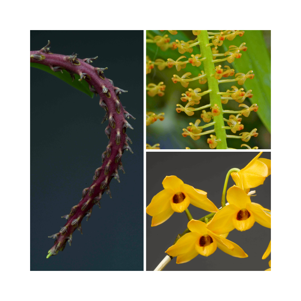 Collection de trois orchidées originales de climat tempéré-chaud.