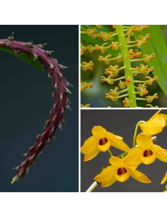 Collection de trois orchidées originales de climat tempéré-chaud.