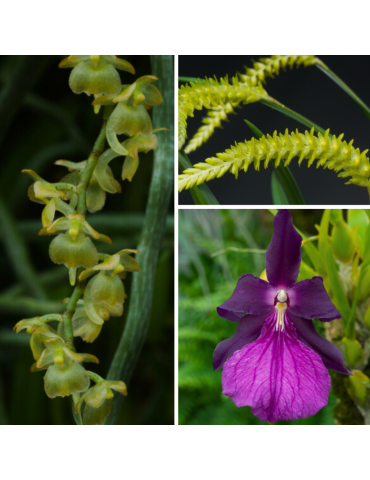 Collection de trois orchidées sur plaque