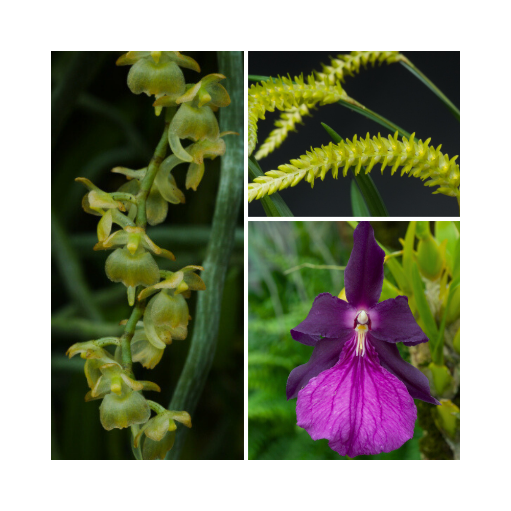 Collection de trois orchidées sur plaque