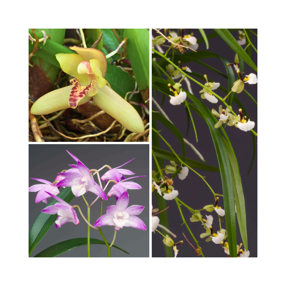 Collection de trois orchidées parfumées