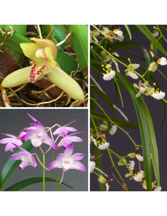 Collection de trois orchidées parfumées