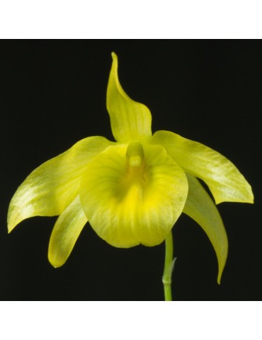 Dendrobium friedericksianum