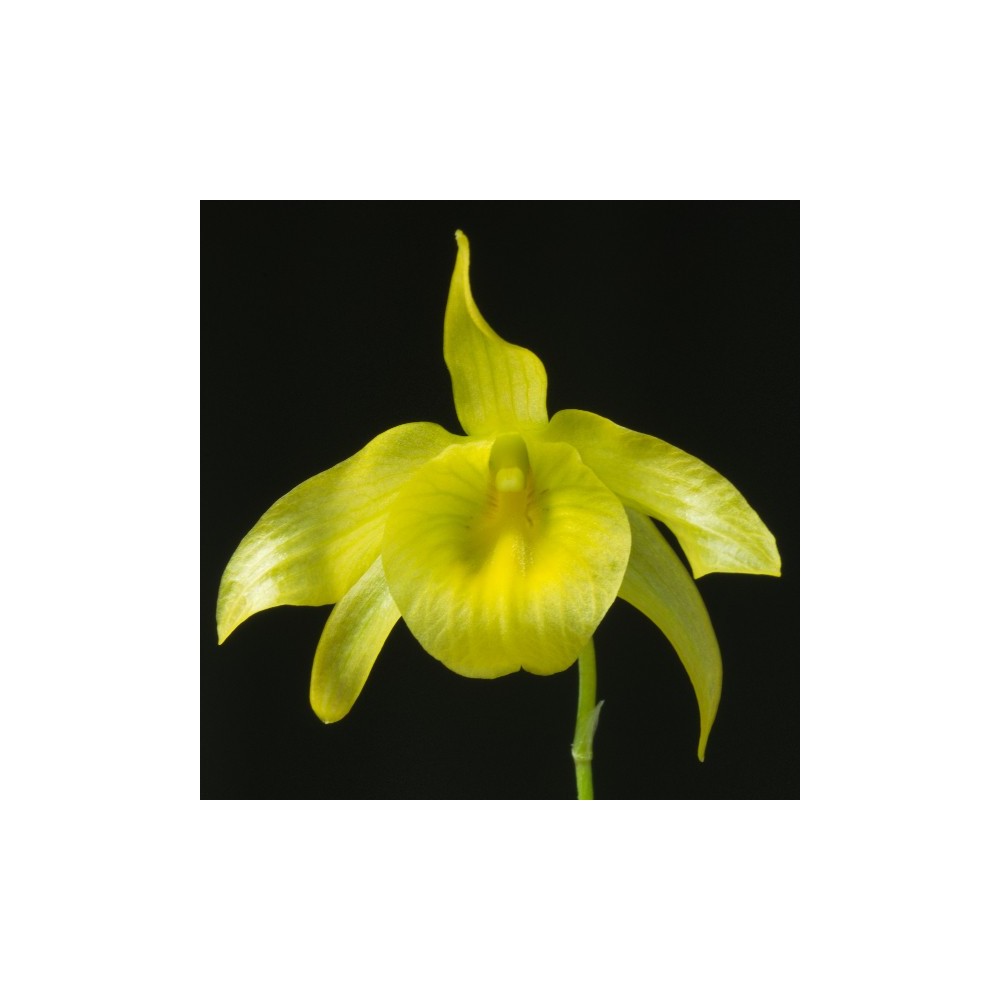 Dendrobium friedericksianum
