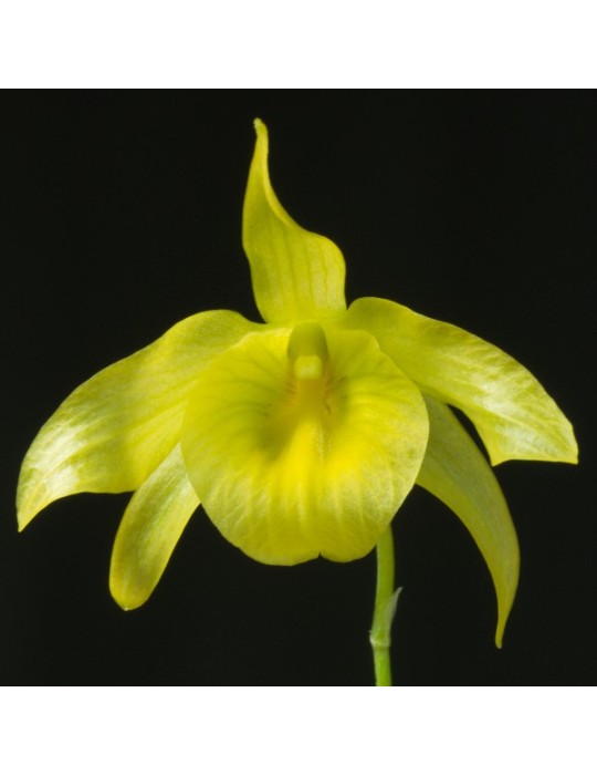 Dendrobium friedericksianum Dendrobium friedericksianum