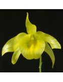 Dendrobium friedericksianum