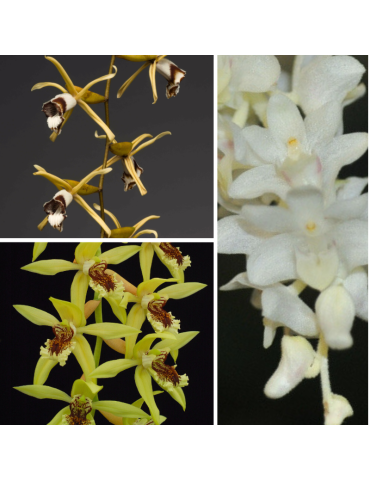 Collection de trois orchidées botaniques de grande taille