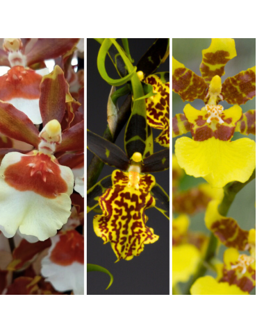 Collection de trois orchidées idéales pour débuter une collection.