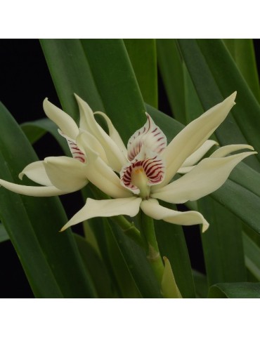 Prosthechea baculus sur plaque