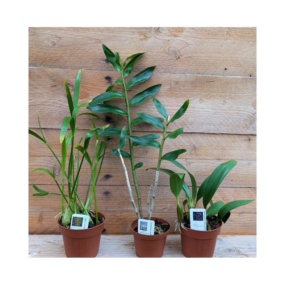 Collection de trois orchidées originales de climat tempéré-chaud.