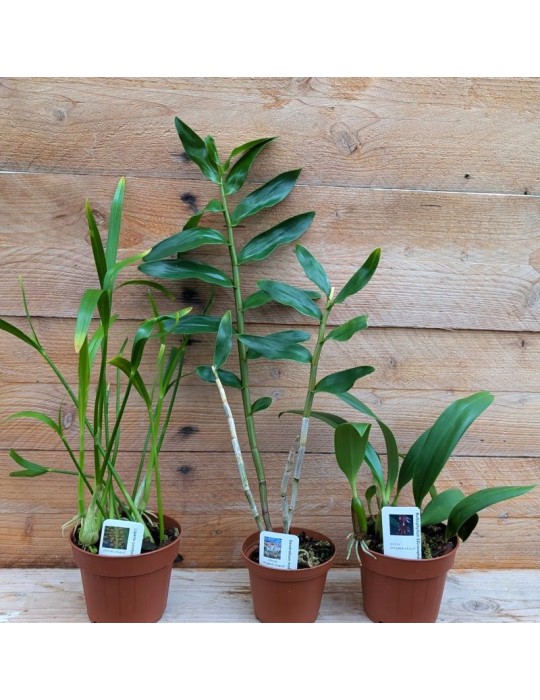 Collection de trois orchidées originales de climat tempéré-chaud.