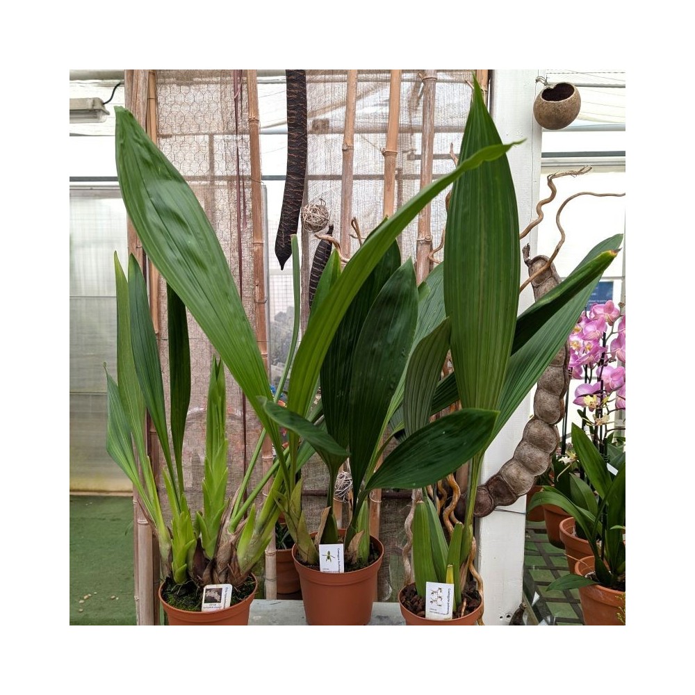 Collection Porto Rico