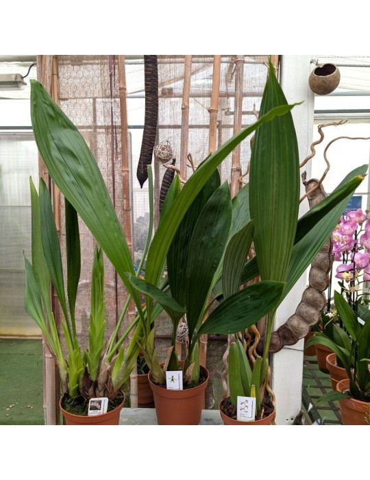 Collection Porto Rico