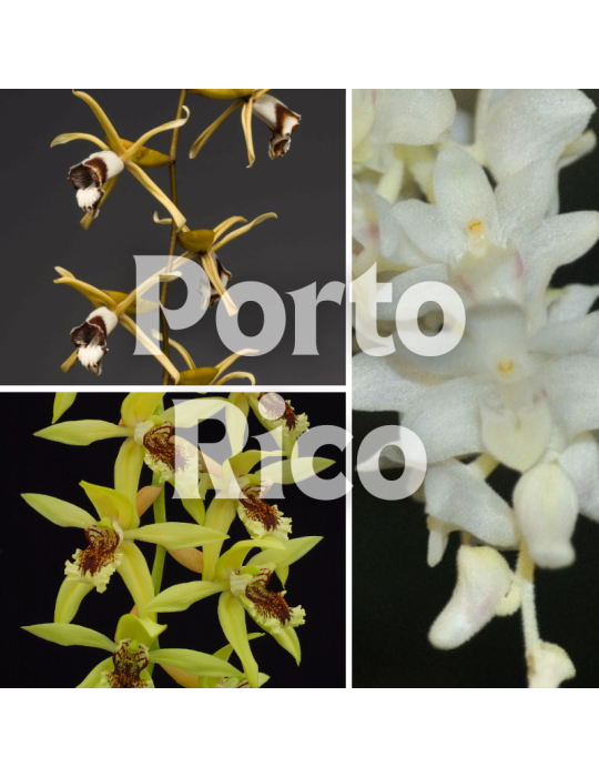 Collection Porto Rico