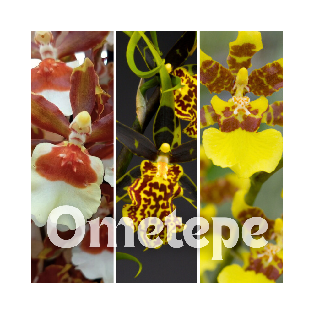 Collection Ometepe