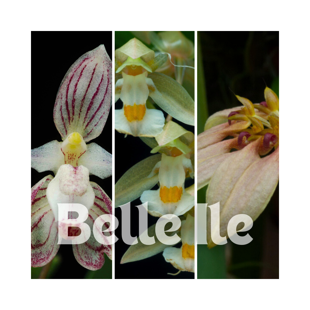 3 Orchidées de taille moyenne, climat tempéré-chaud