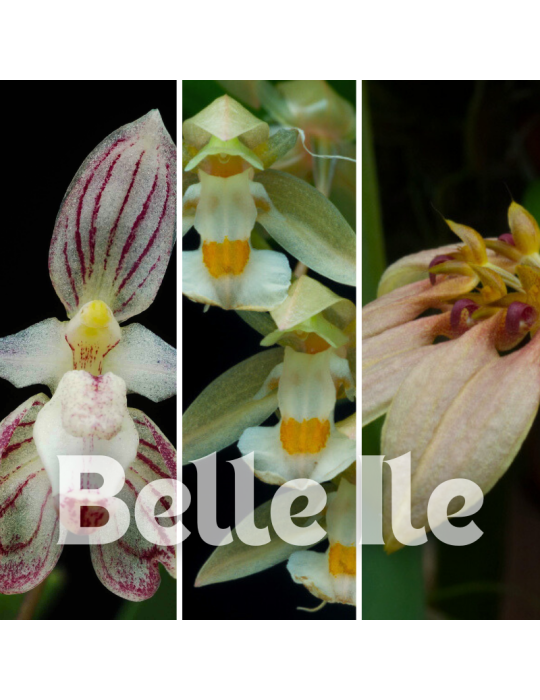 3 Orchidées de taille moyenne, climat tempéré-chaud