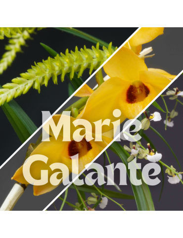 Collection de trois orchidées botanique en sphaigne