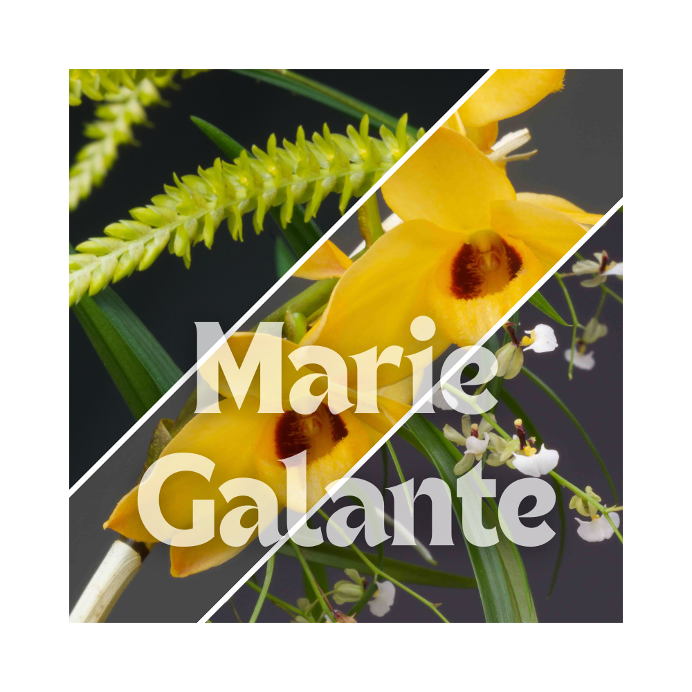 Collection de trois orchidées botanique en sphaigne