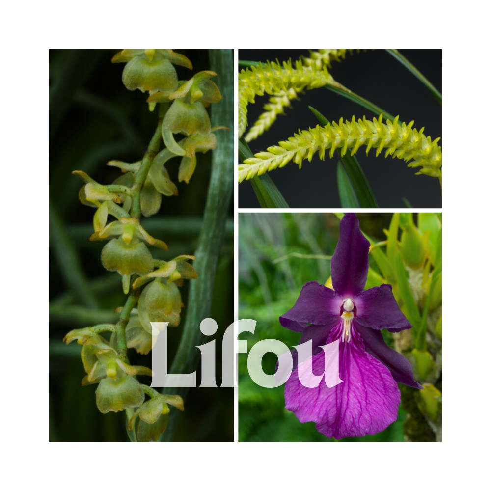 Collection Lifou