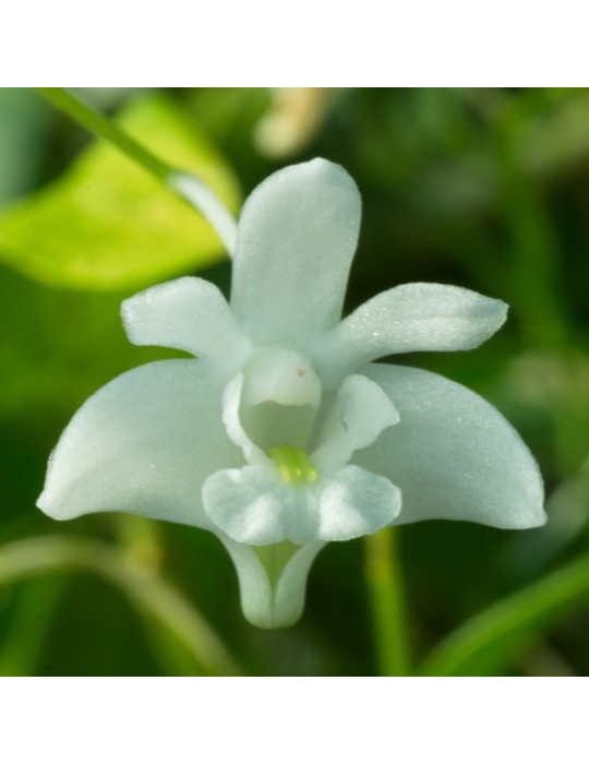 Dendrobium kingianum var. album Dendrobium kingianum var. album
