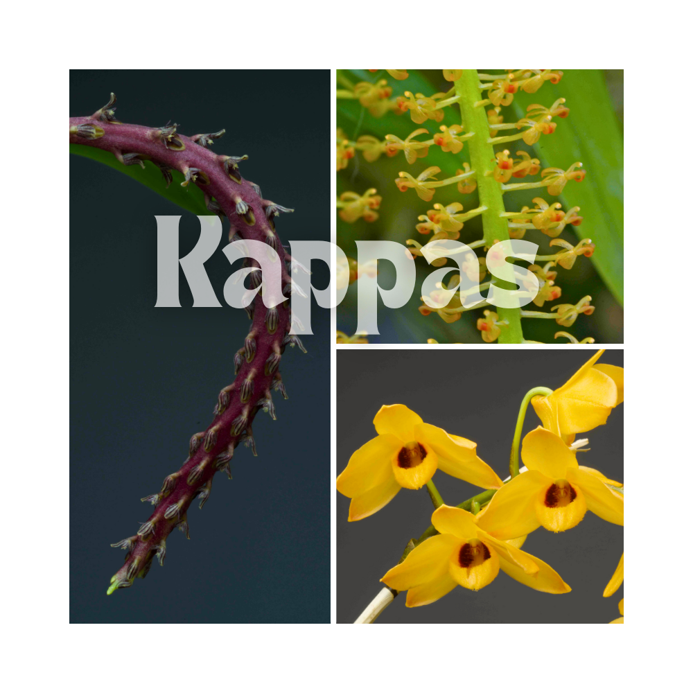 Collection de trois orchidées originales de climat tempéré-chaud.