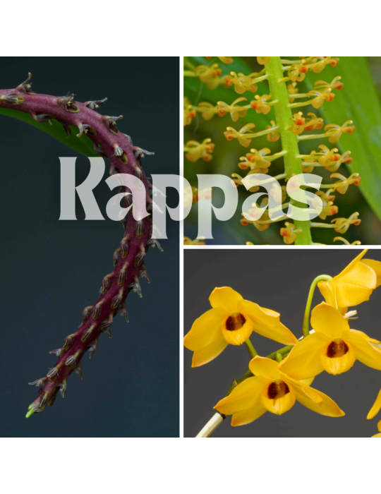 Collection de trois orchidées originales de climat tempéré-chaud.