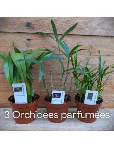 Collection Açores 2