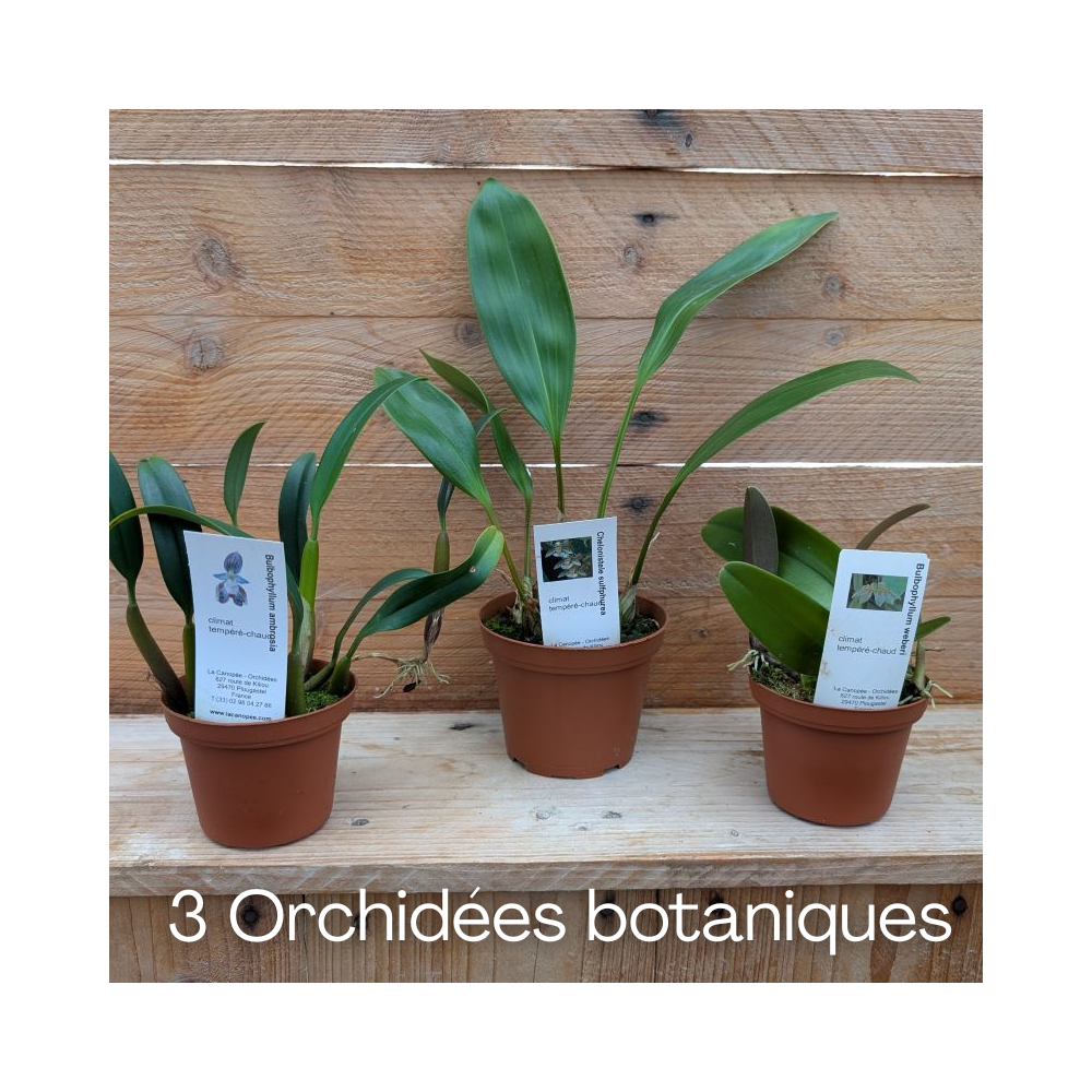 3 Orchidées de taille moyenne, climat tempéré-chaud