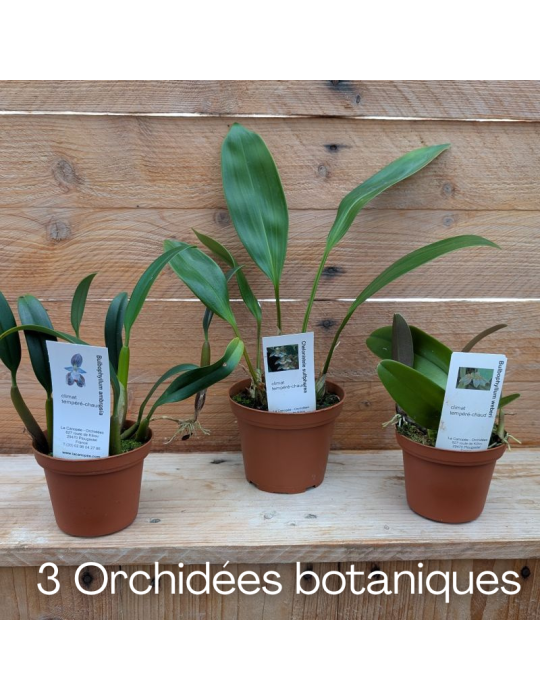 3 Orchidées de taille moyenne, climat tempéré-chaud