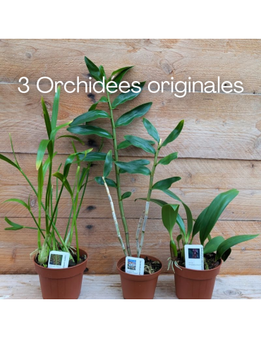 Collection de trois orchidées originales de climat tempéré-chaud. 2