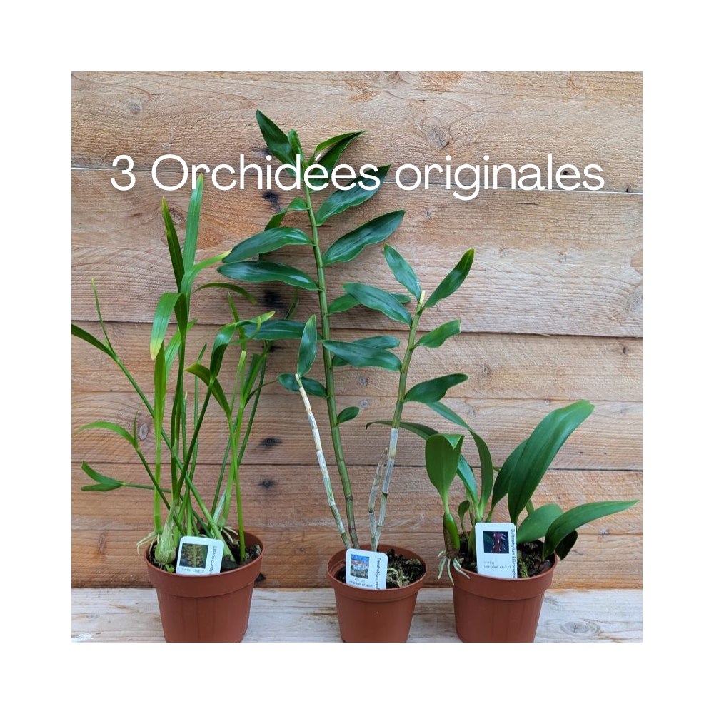 Collection de trois orchidées originales de climat tempéré-chaud.