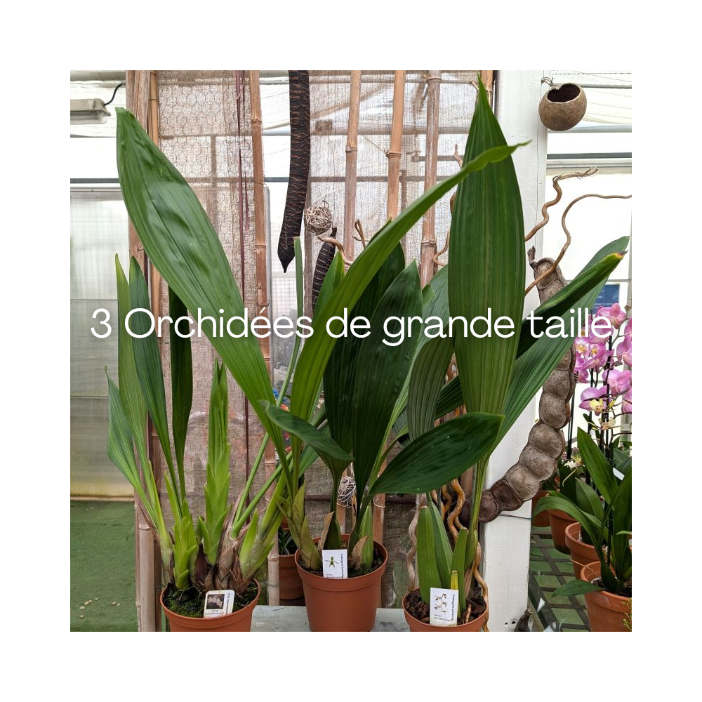 Collection Porto Rico