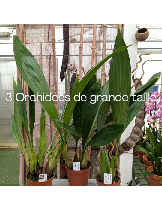 Collection Porto Rico