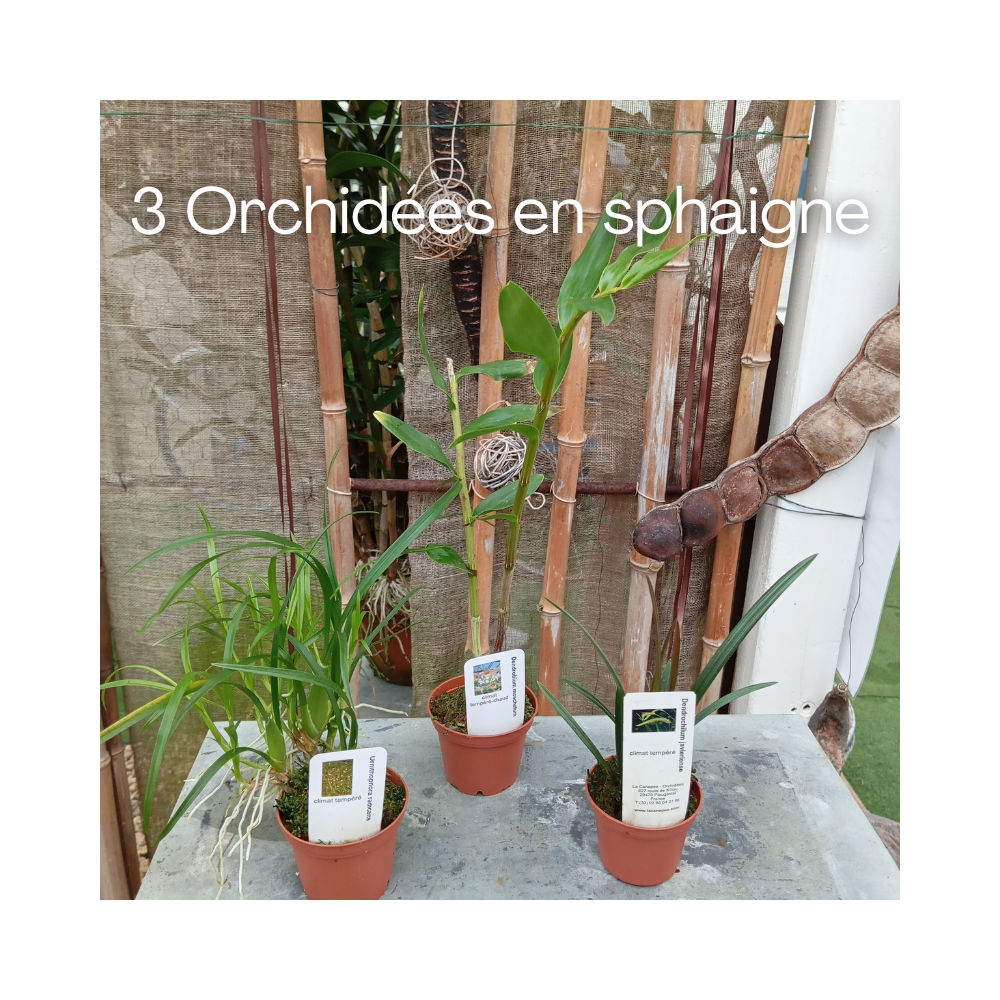 Collection de trois orchidées botanique en sphaigne