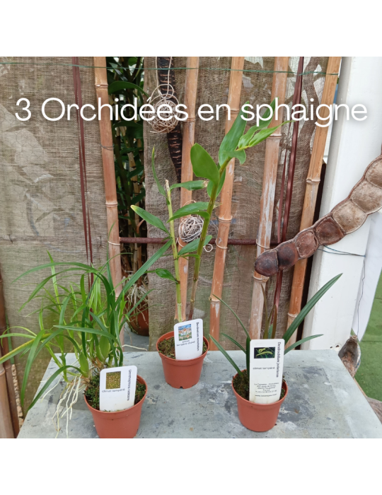 Collection de trois orchidées botanique en sphaigne