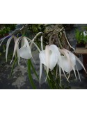 Brassavola acaulis