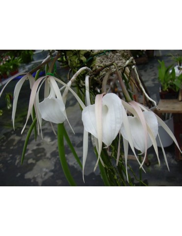 Brassavola acaulis 2