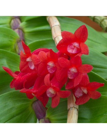 Dendrobium lawesii sur plaque