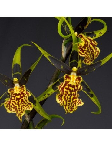 Orchidée Brascidostele Gilded Tower ‘Mystic Maze’, vente