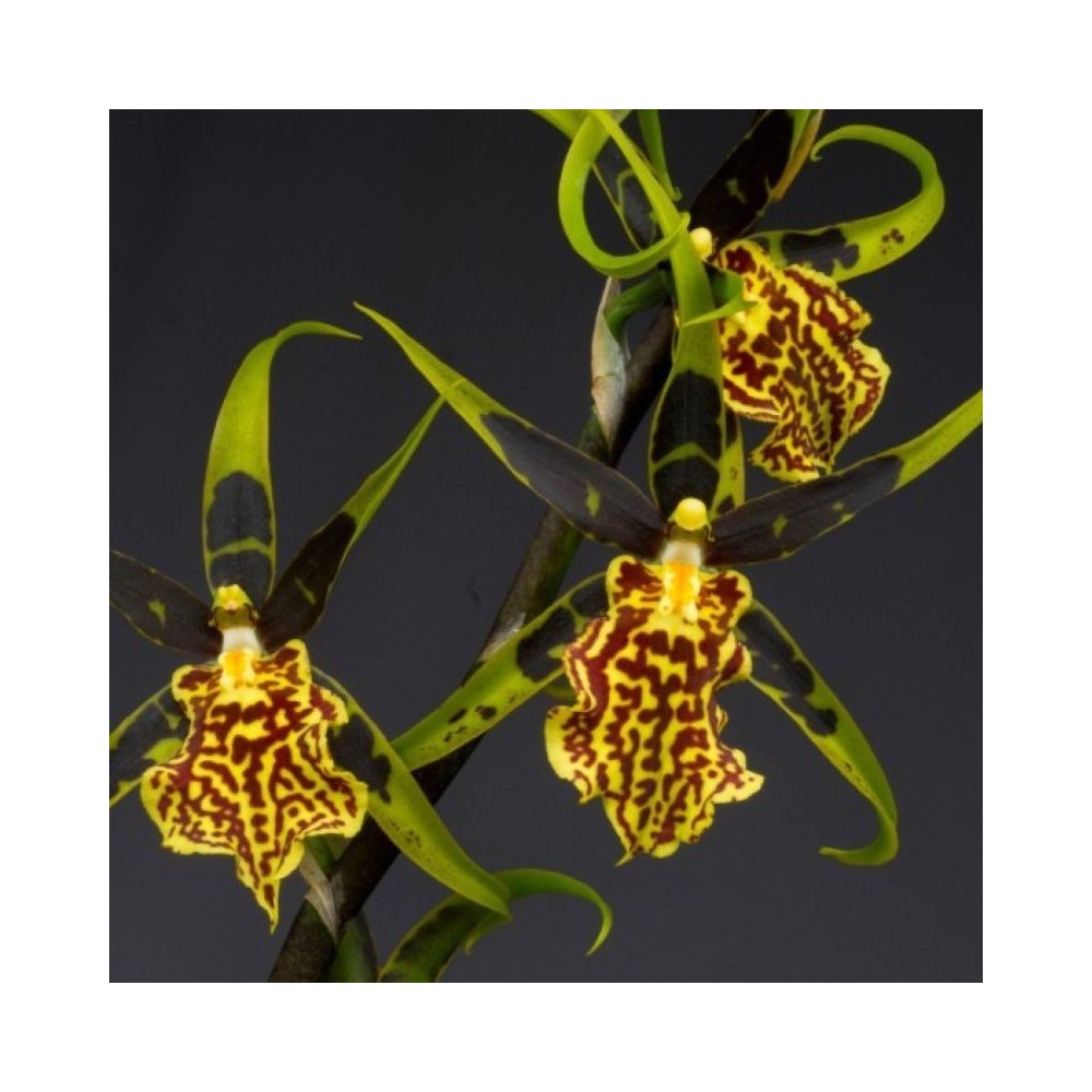 Orchidée Brascidostele Gilded Tower ‘Mystic Maze’, vente
